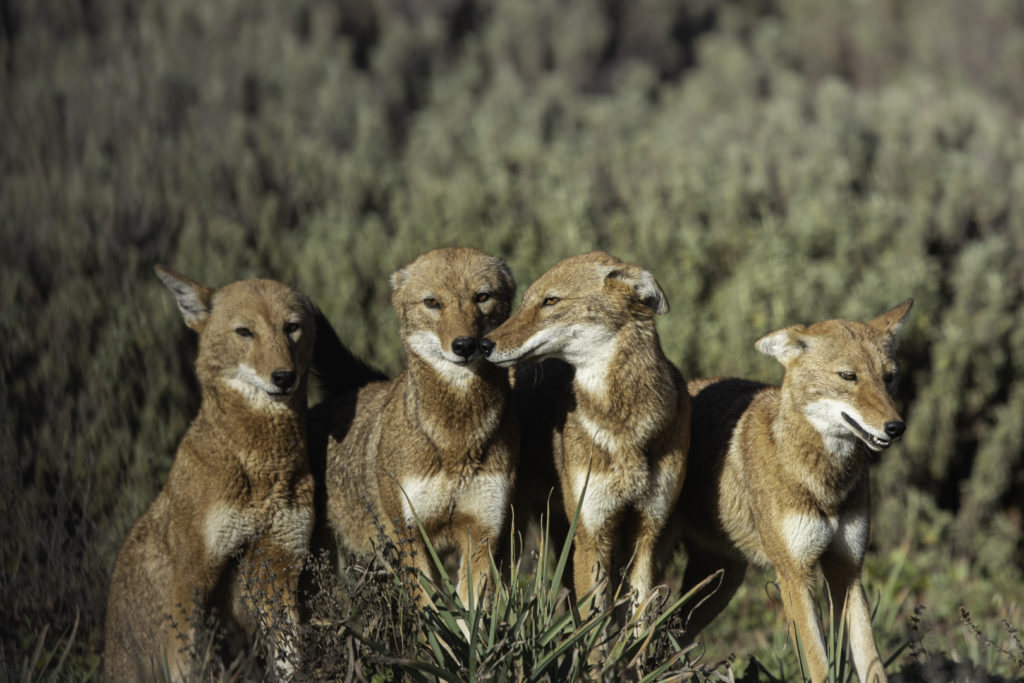 groupe de loups ethiopiens