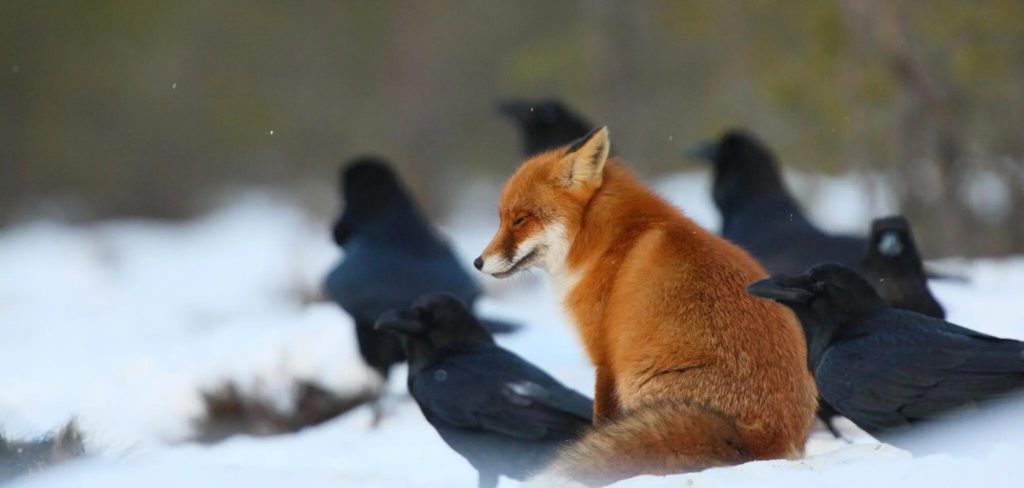 corbeaux entoure renard