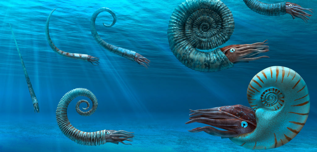 ammonites des fossiles