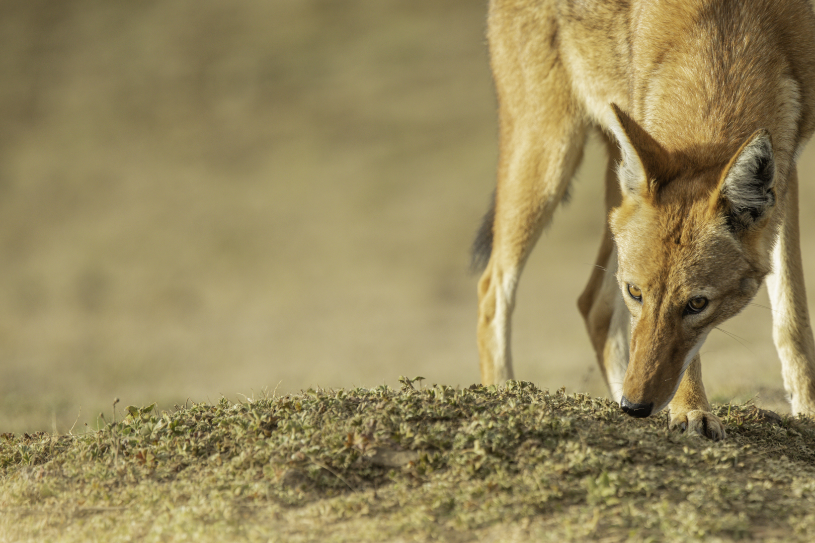 Le Loup d’Abyssinie, un canidé en danger
