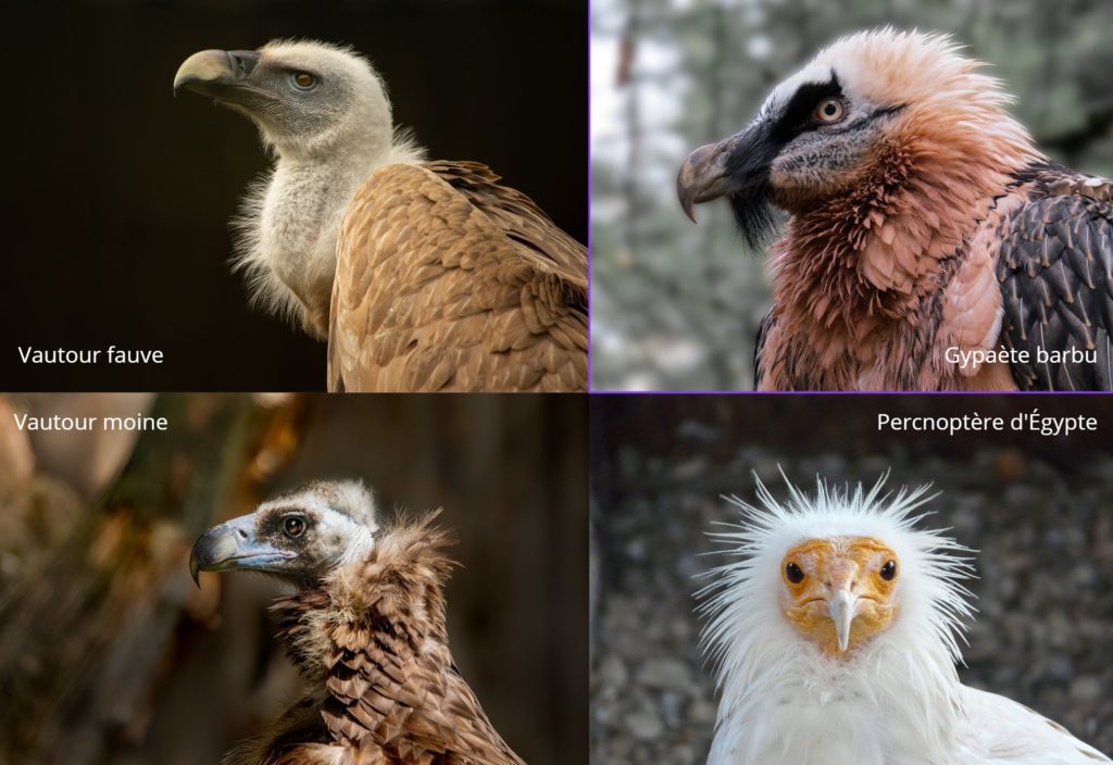 quatre races de vautours en france