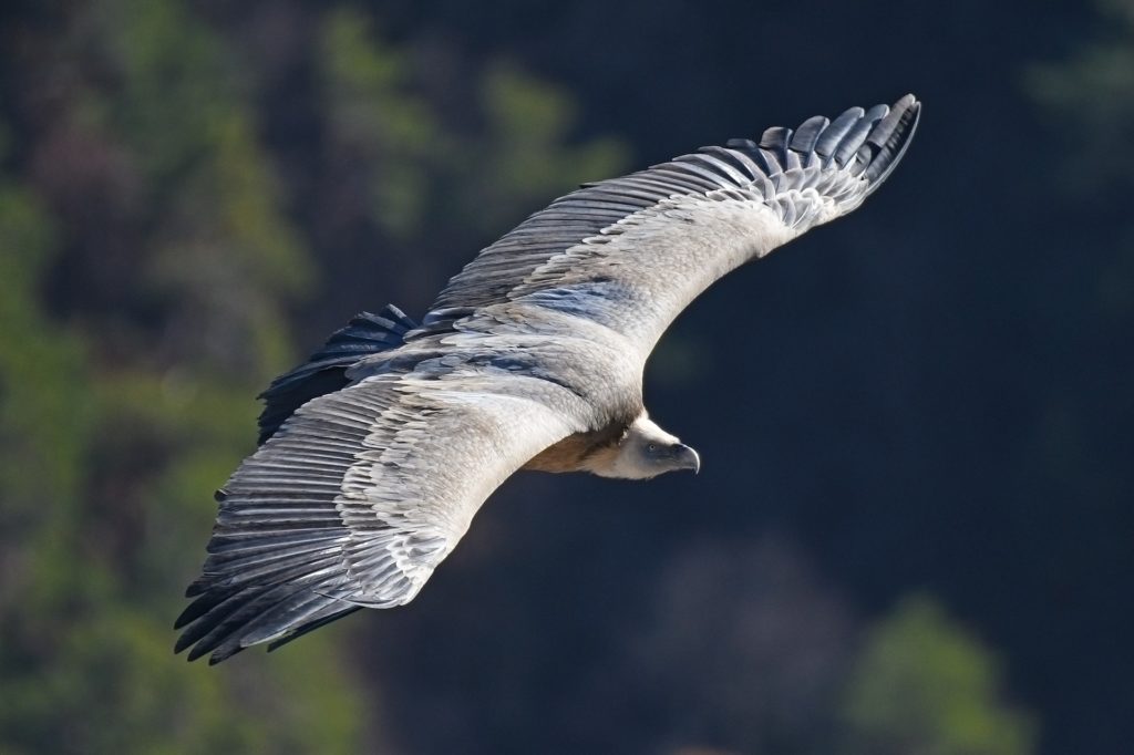 vautour en vol ailes deployees