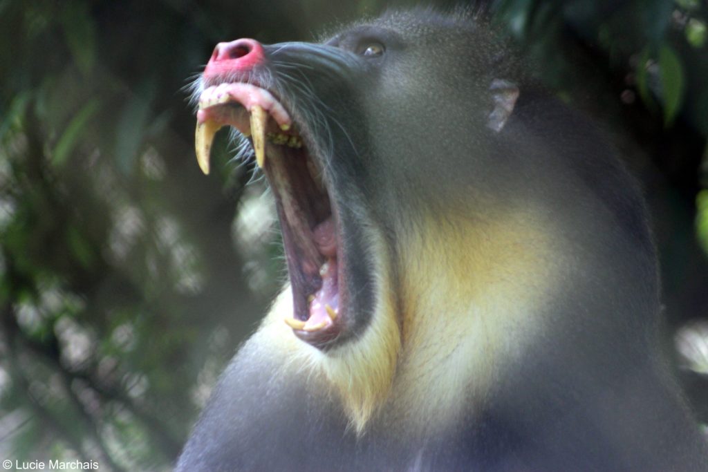male mandrill gueule ouverte