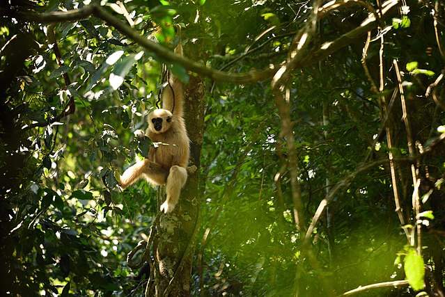 gibbon à mains blanches se déplaçant dans la forêt indonésienne