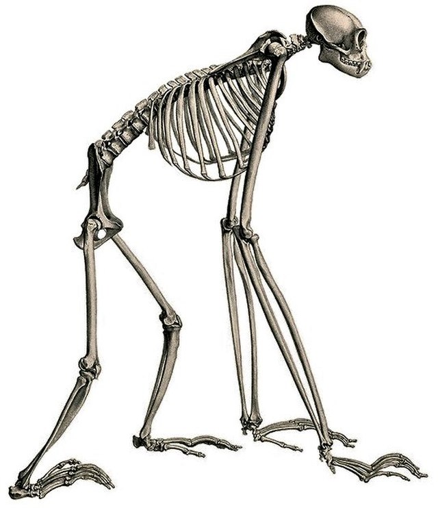 squelette de gibbon avec les adaptations musculaires visibles
