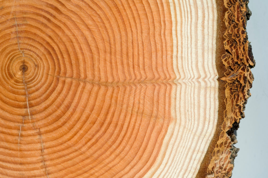 Disques concentriques du bois, tronc d'arbre, anneaux annuels. La dendrochronologie permet de révéler non seulement l'âge de l'arbre, mais aussi les événements qu'il a traversé au cours de sa vie.