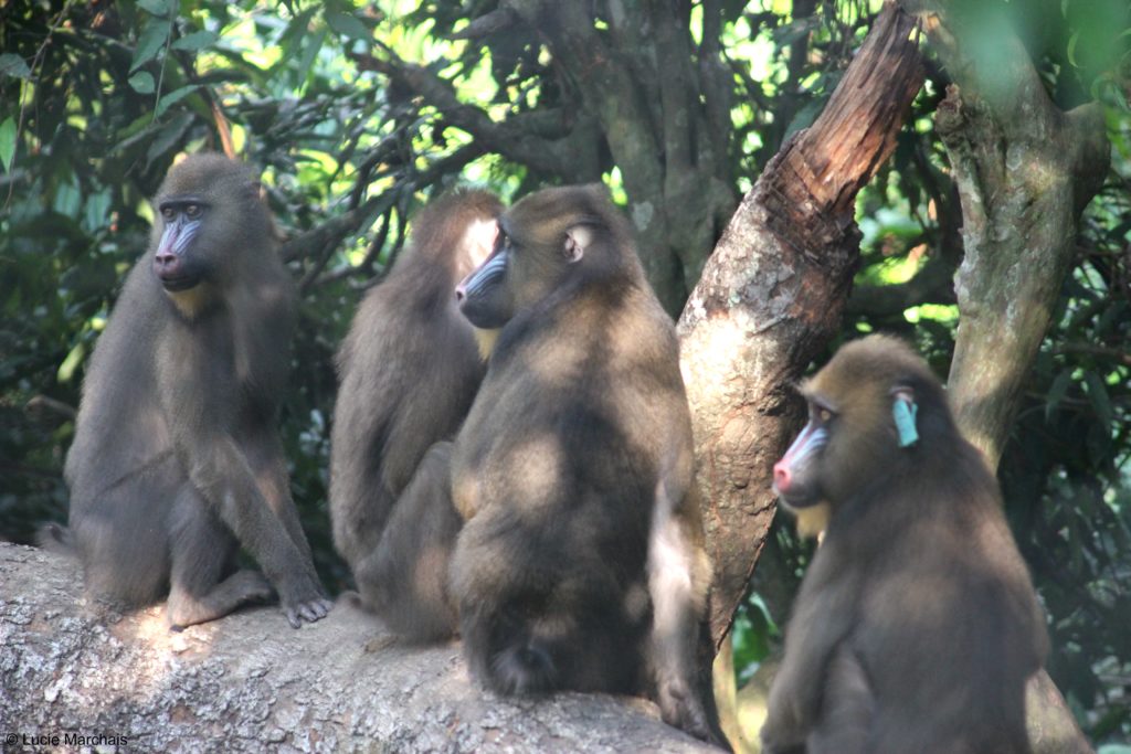groupe femelles mandrills