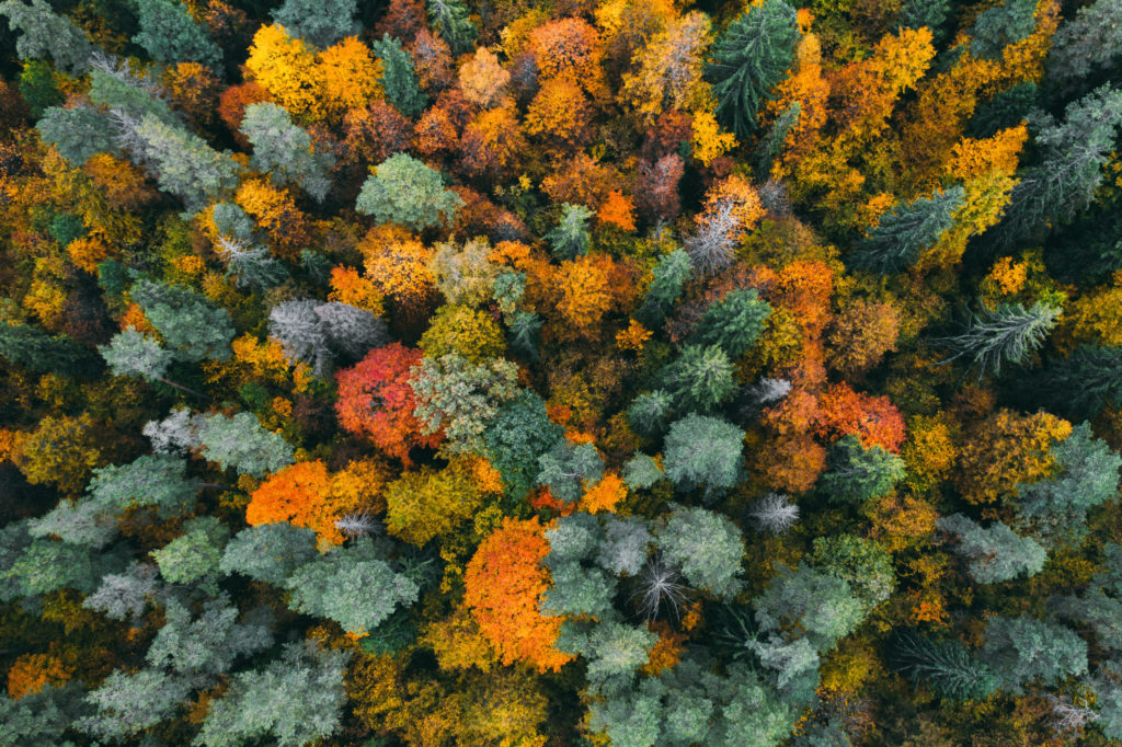 vue aérienne forêt automne
