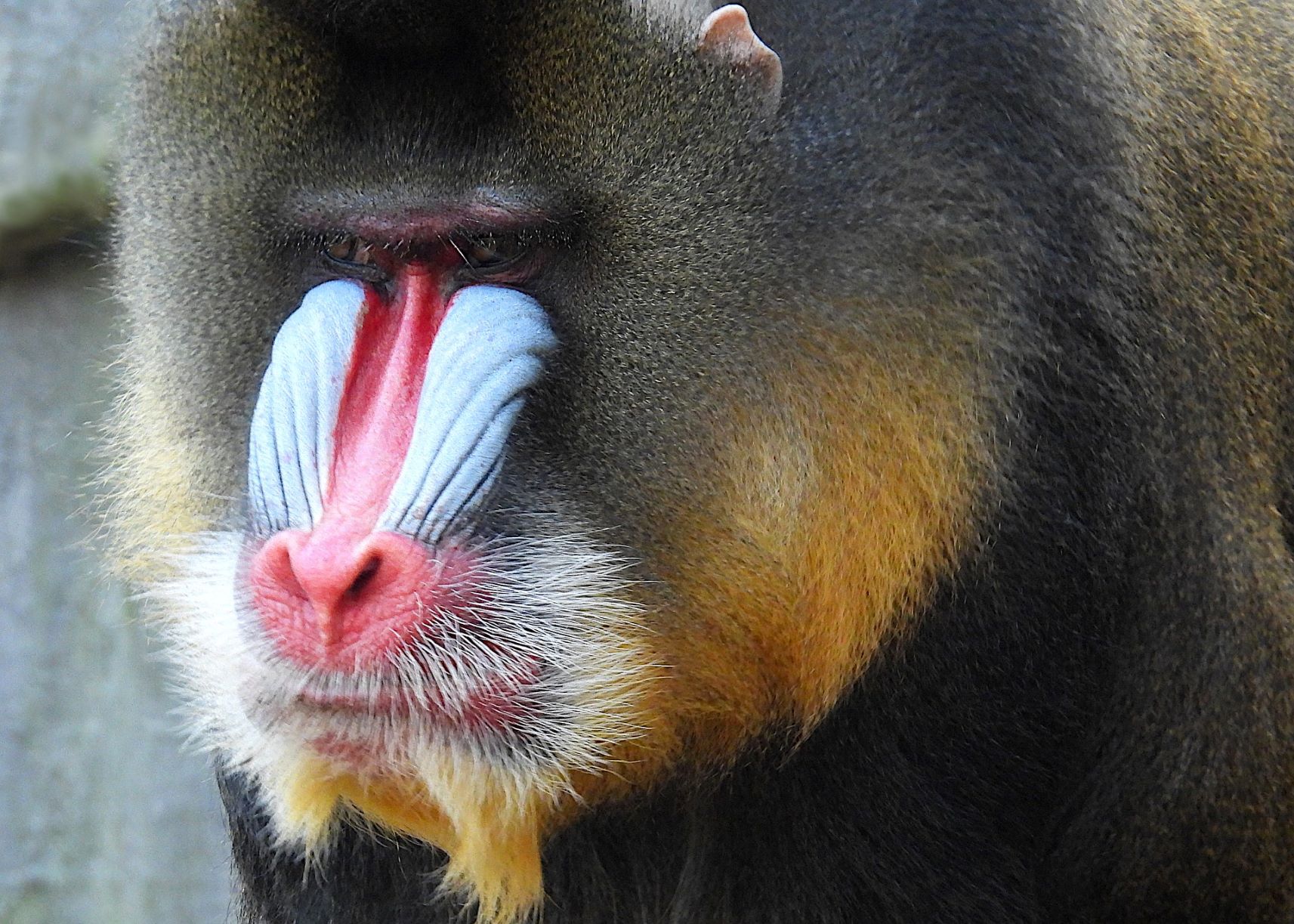 Primates du monde : Le Mandrill, un primate qui a du pif et du cul ...
