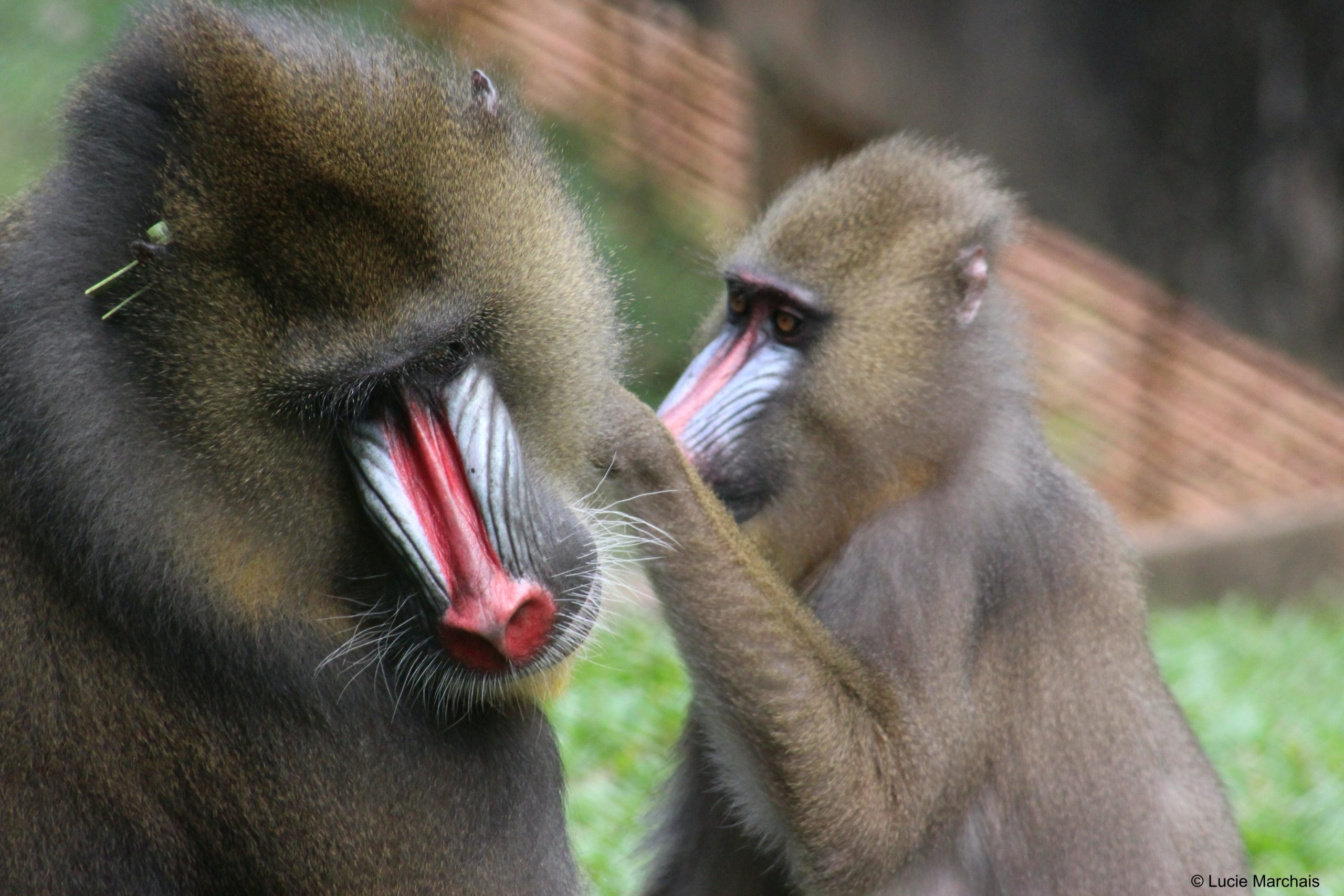 Primates du monde : Le Mandrill, un primate qui a du pif et du cul