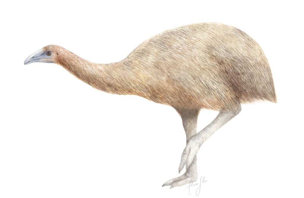 Illustration d'un moa géant, Dinornis robustus, une proie de l'aigle de Haast