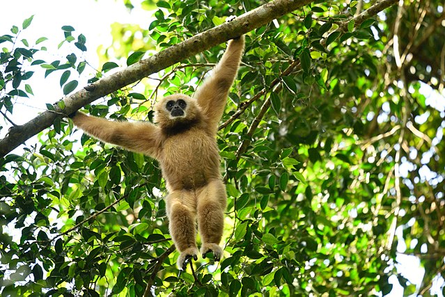 Primates du monde : le Gibbon, un trapéziste “stratosphérique”