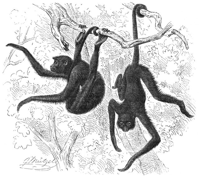 Illustration de 2 Atèles en noir et blanc. 1 est accroché par la queue et le 2ème par la queue et les postérieurs.