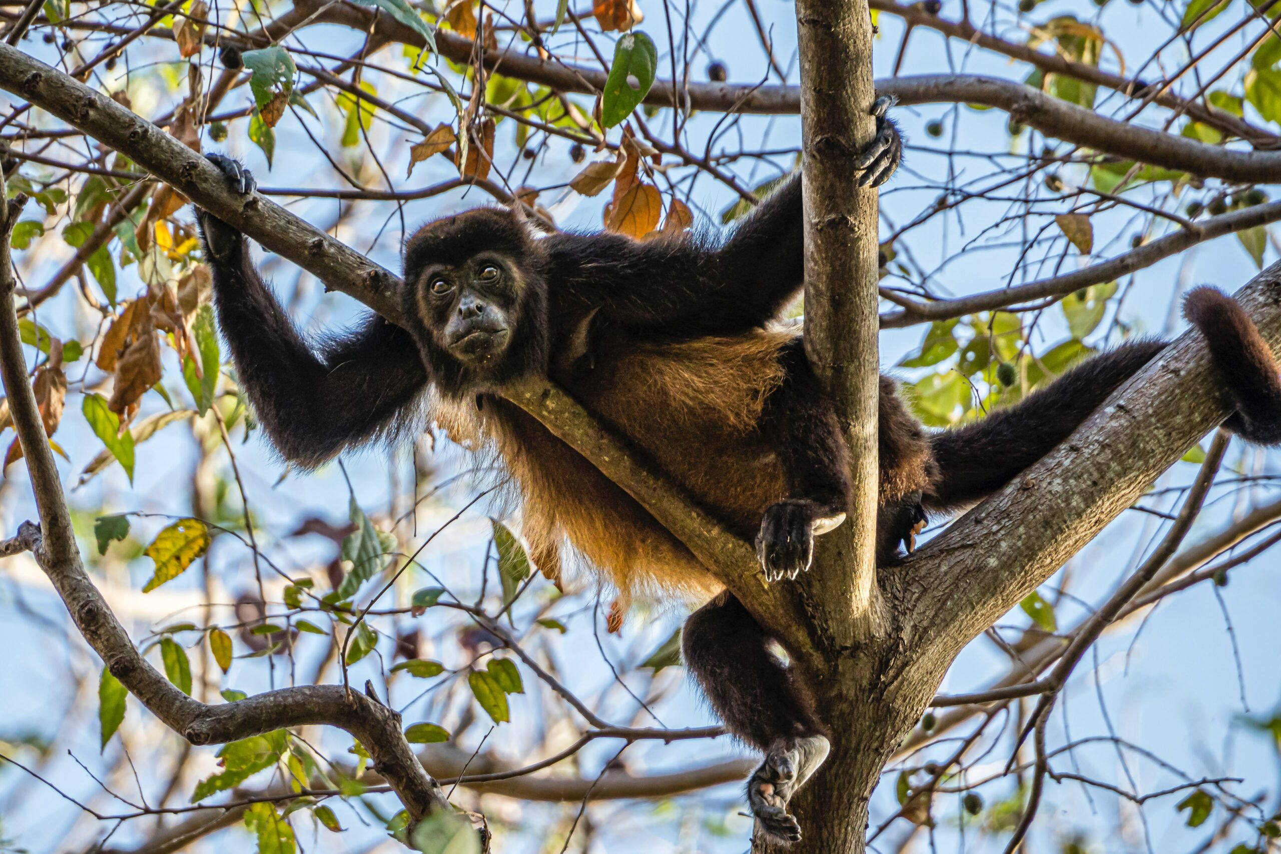 Primates du monde : L’Atèle, un “Singe-araignée” doté de 5 membres !