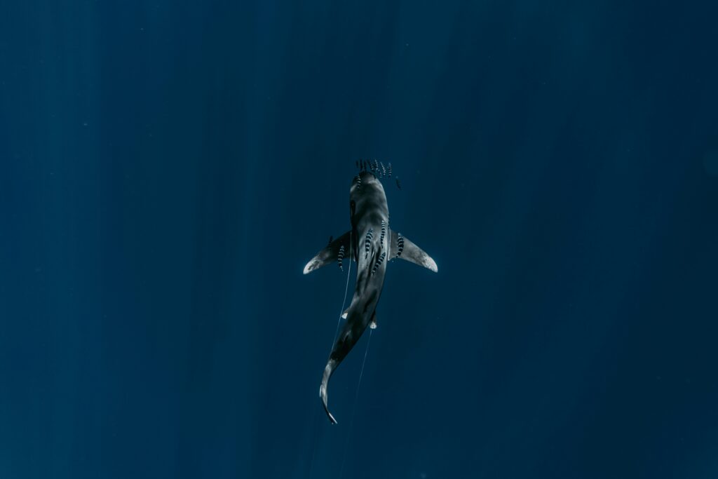 Requin longimane à côté de poissons-pilotes vu du dessus en profondeur