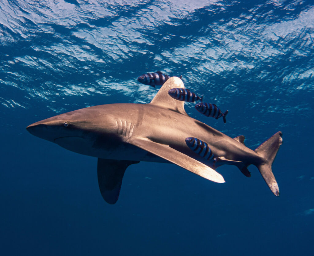 Requin longimane à côté de poissons pilotes proche de la surface.