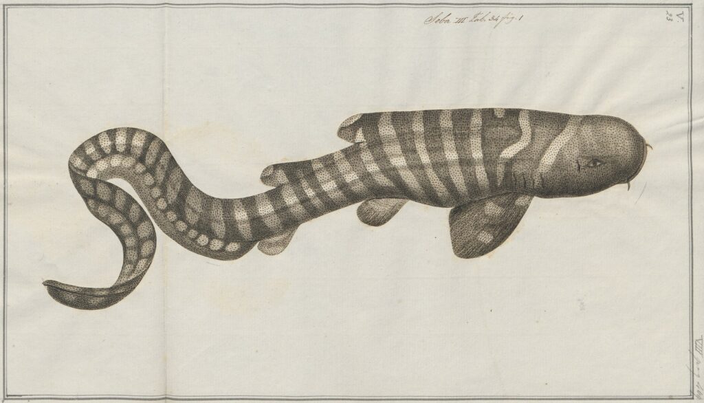 Requin-zèbre juvénile - Illustration issue de la collection de l'Université d'Amsterdam (1700-1880)