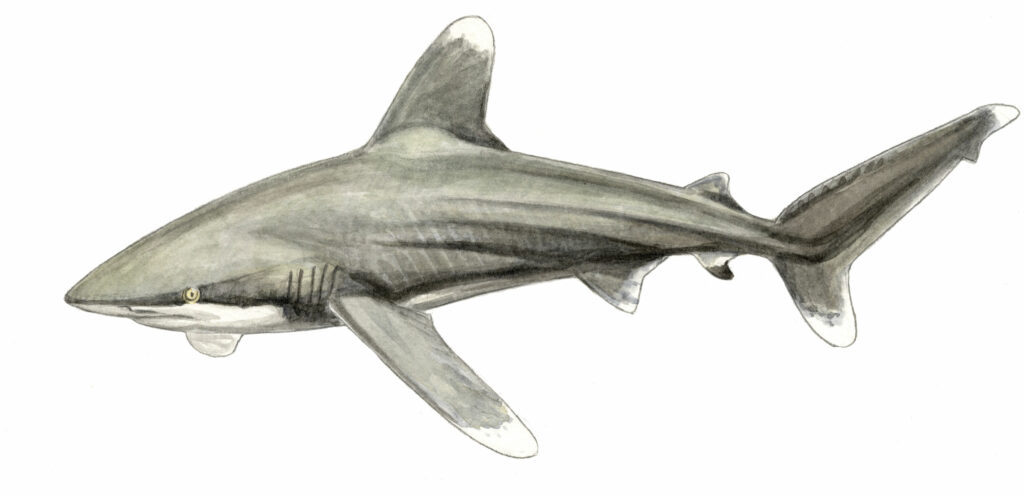 Illustration du Requin longimane de tout son long.