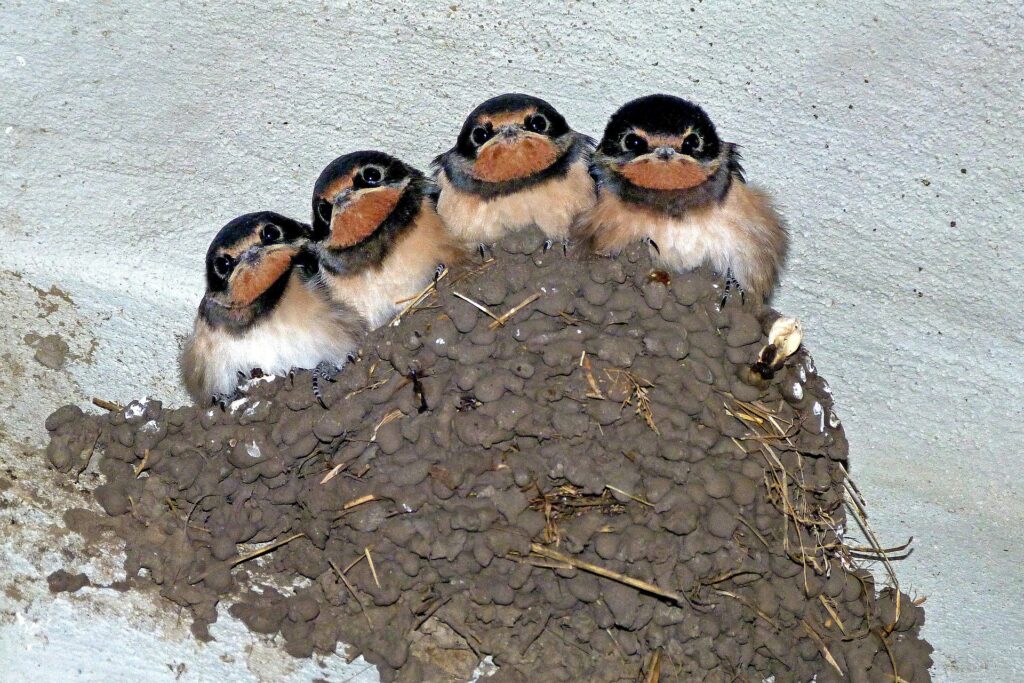 4 jeunes hirondelles rustiques au nid