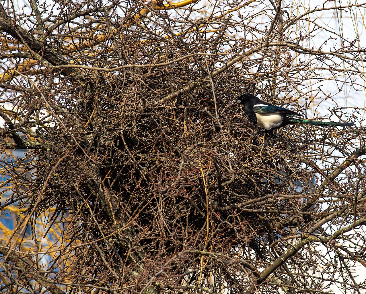 La Pie bavarde Pas si voleuse mais tellement maligne ! Baleine sous