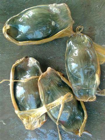 Oeufs de Requi-zèbre (Stegostoma fasciatum) sorti de l'eau. On distingue la forme de madeleine et les filaments à chaque extremité.