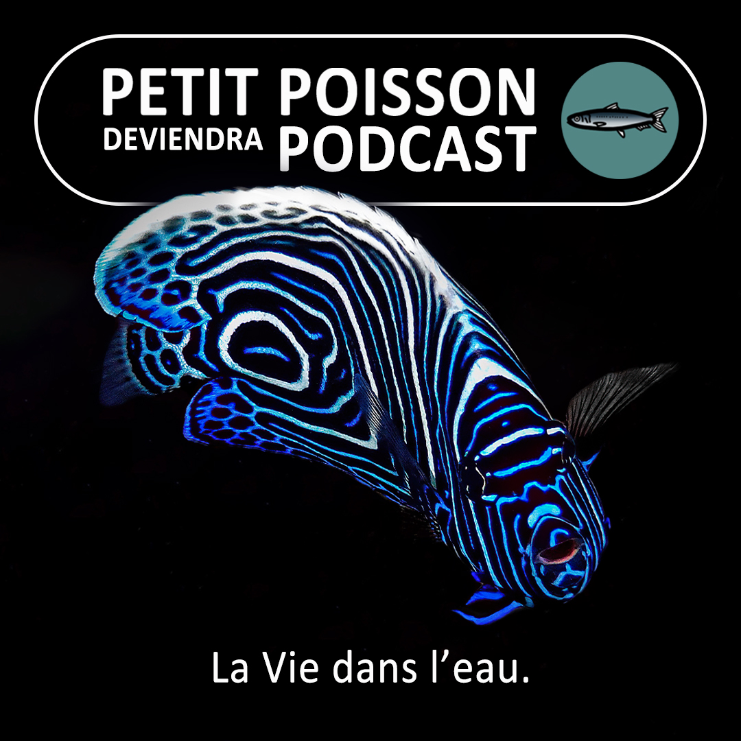 podcast petit poisson deviendra podcast