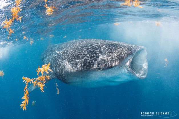 Requin baleine, le plus grand poisson du monde s'alimentant 