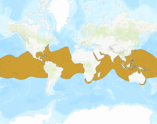 Carte de répartition du Requin-baleine, le plus grand poisson du monde