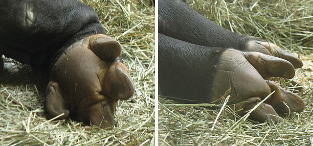 Patte avant (à gauche) et patte arrière (à droite) d'un tapir. Tapir survivant