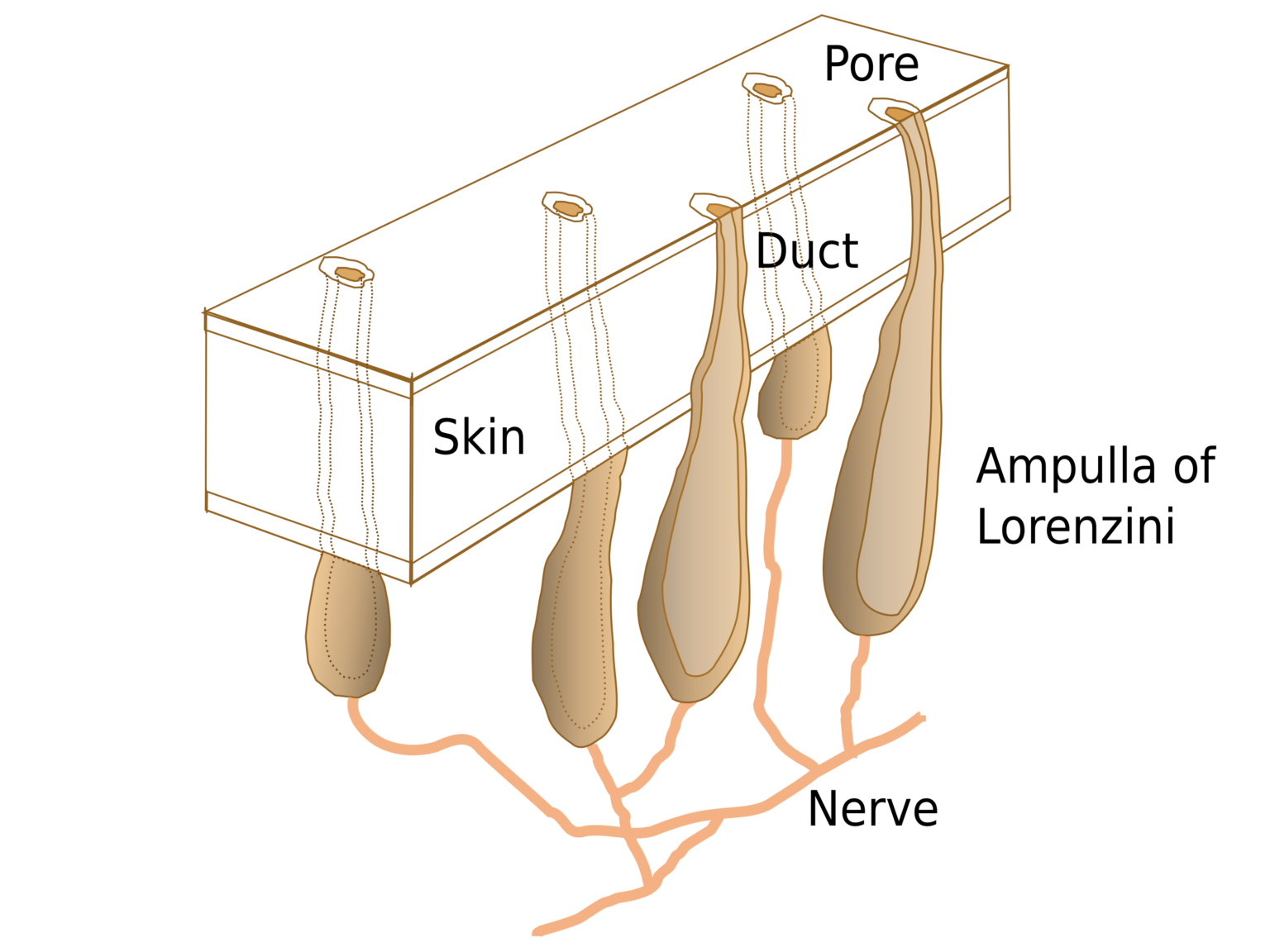 L’hypersensibilité des requins Les ampoules de Lorenzini Baleine