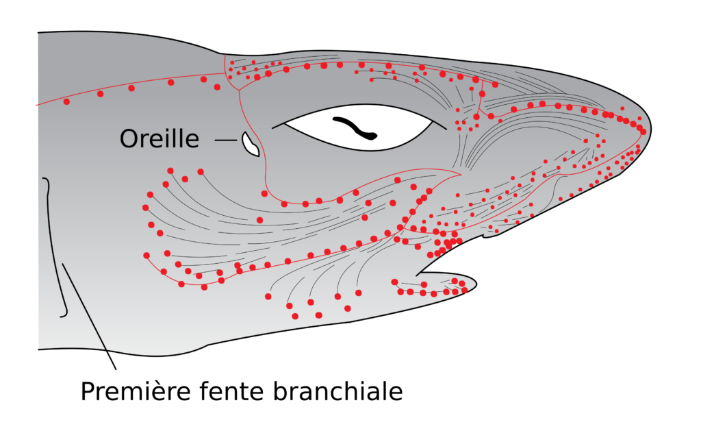 Schéma de l'emplacement des organes sensoriels appelés ampoules de Lorenzini chez les requins, raies et chimères. 
