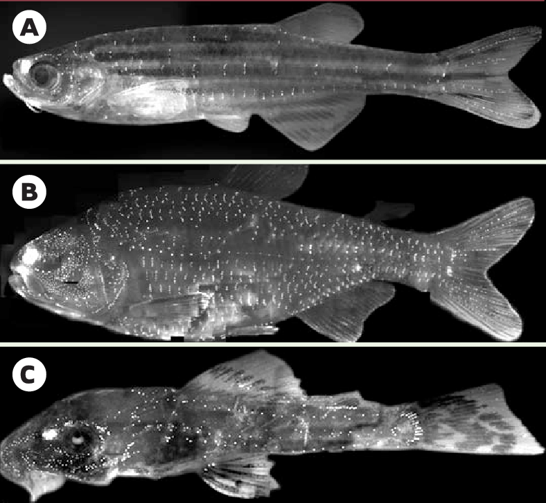 Mise en surbrillance des neuromastes et de la ligne latérale chez 3 poissons: le danio, le Tetra aveugle et l'ancistrus