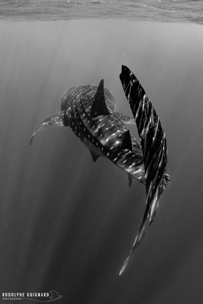 Photographie de requin-baleine, le plus grand poisson du monde, en noir et blanc