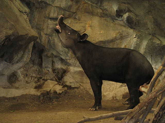 Tapir trompe en l'air (tapir survivant)