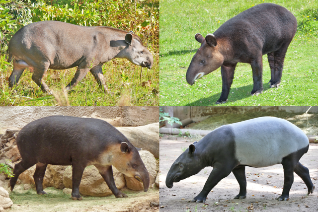 4 des 5 espèces de tapirs survivants