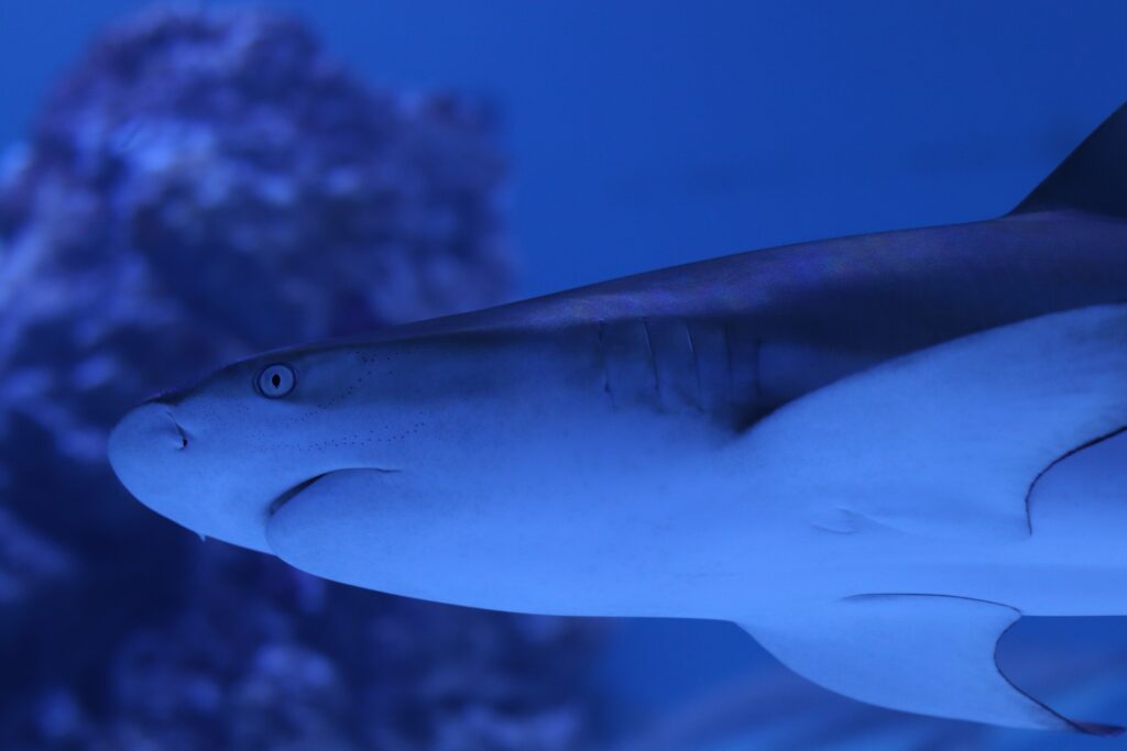 Zoom sur une tête de requin et les ampoules de Lorenzini dans un fond bleuté.