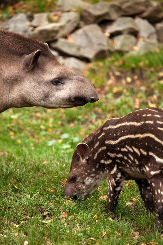 Tapir adulte avec un bébé (tapir survivant)