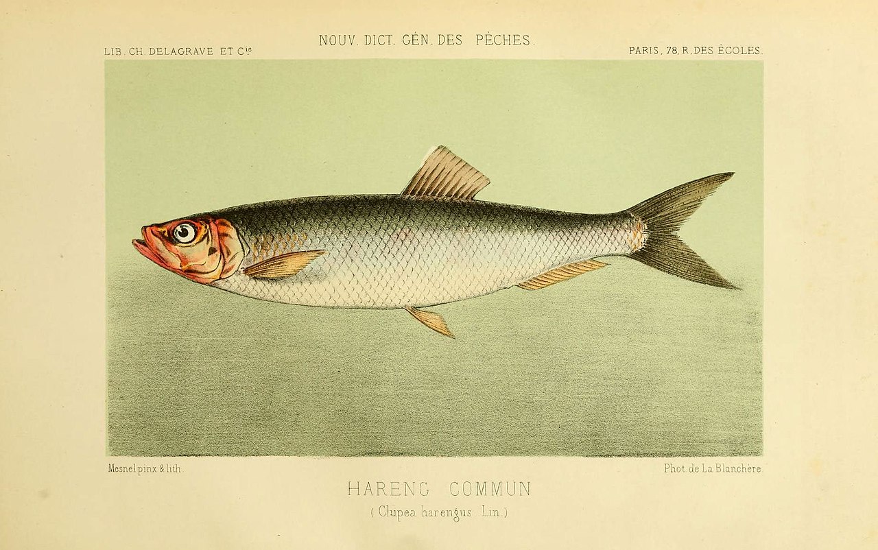 Le Hareng, un poisson-roi qui a fait et défait des nations …