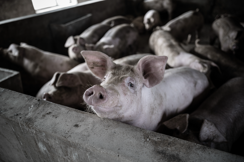 cochon dans un élevage porcin