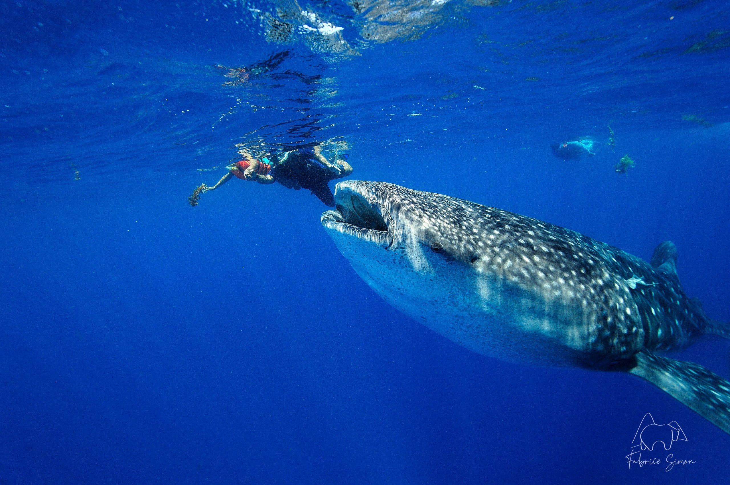 Requin-baleine : Le plus grand poisson du monde