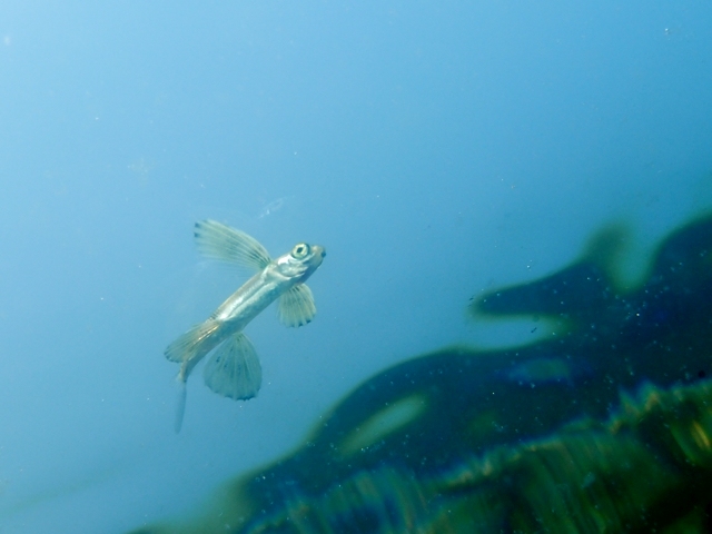 Exocet, poisson volant du genre Cypselurus avec 4 nageoires permettant de voler