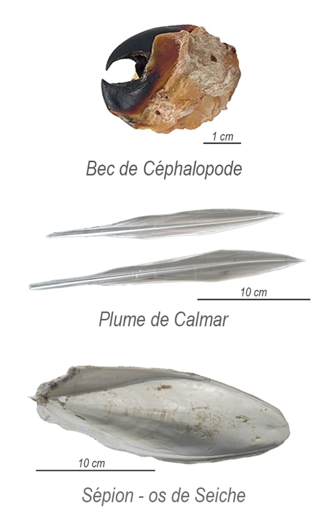 Classification des céphalopodes 
Sépion os de seiche calmar plume bec 
