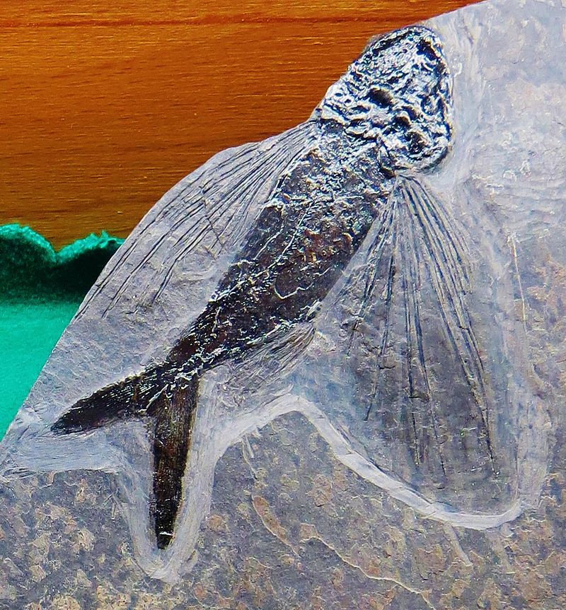 Fossile de Thoracopterus magnificus présentant les mêmes caractéristiques que l'Exocet ou poisson volant actuel