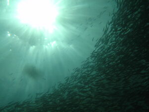 banc de sardine nageant vers la surface lors du sardine run