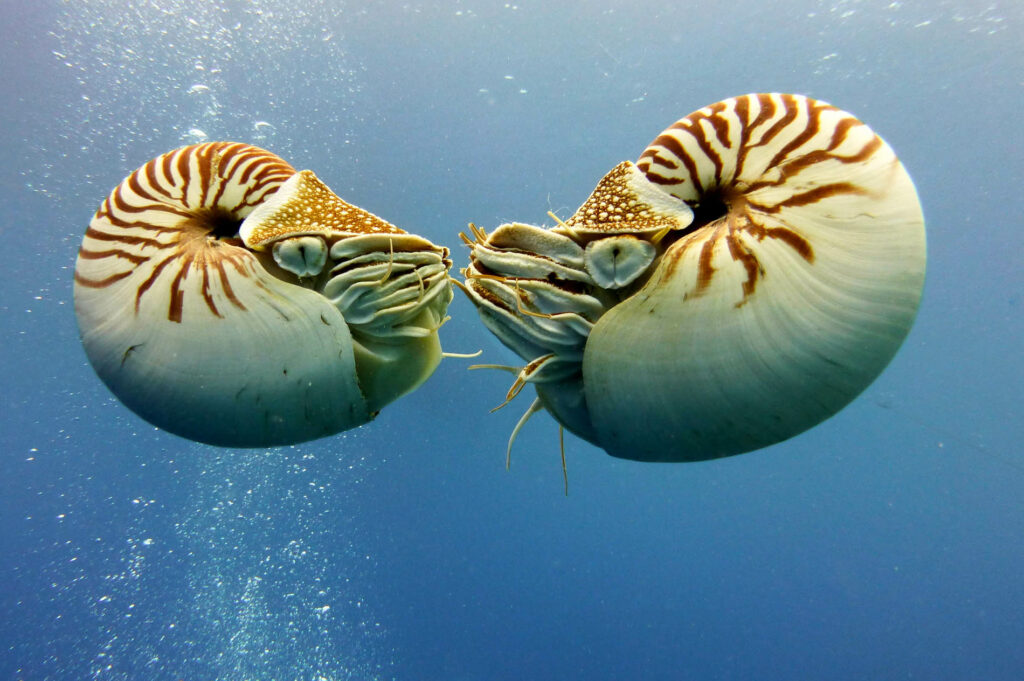 deux nautiles Palaos Nautilus Belauensis
Classification des Céphalopodes
