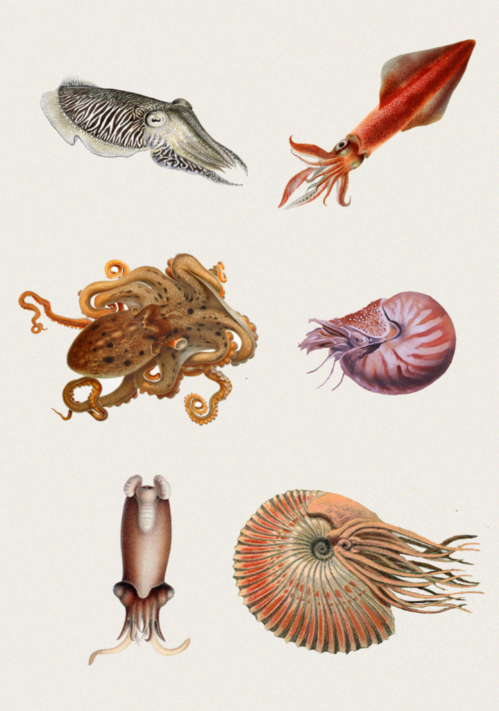 classification des cephalopode poulpe pieuvre seiche calmar calamar nautile reconstitution ammonite spirule
