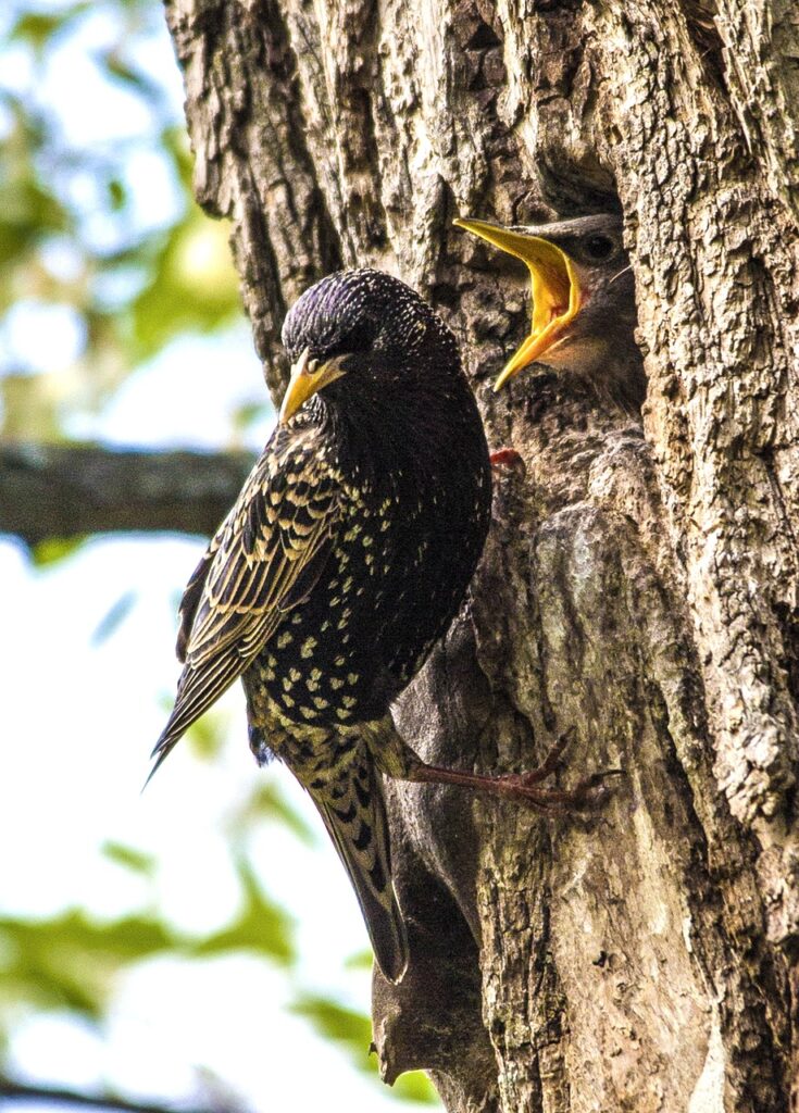 Un étourneau sansonnet nourri ses petits dans un nid fait dans un tronc d'arbre