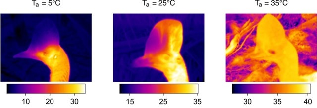 photo d'un casque de casoar à la caméra thermique pour mettre en avant son rôle de thermorégulation