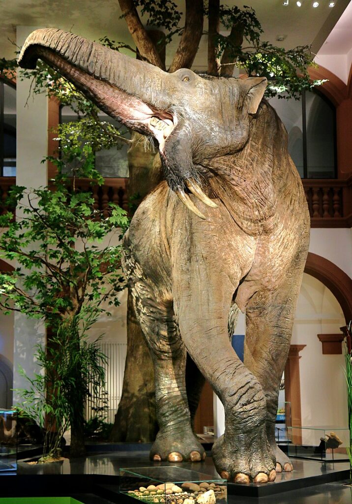 Reconstitution de Deinotherium giganteum dans un musée, une branche parallèle dans l'évolution du Mammouth