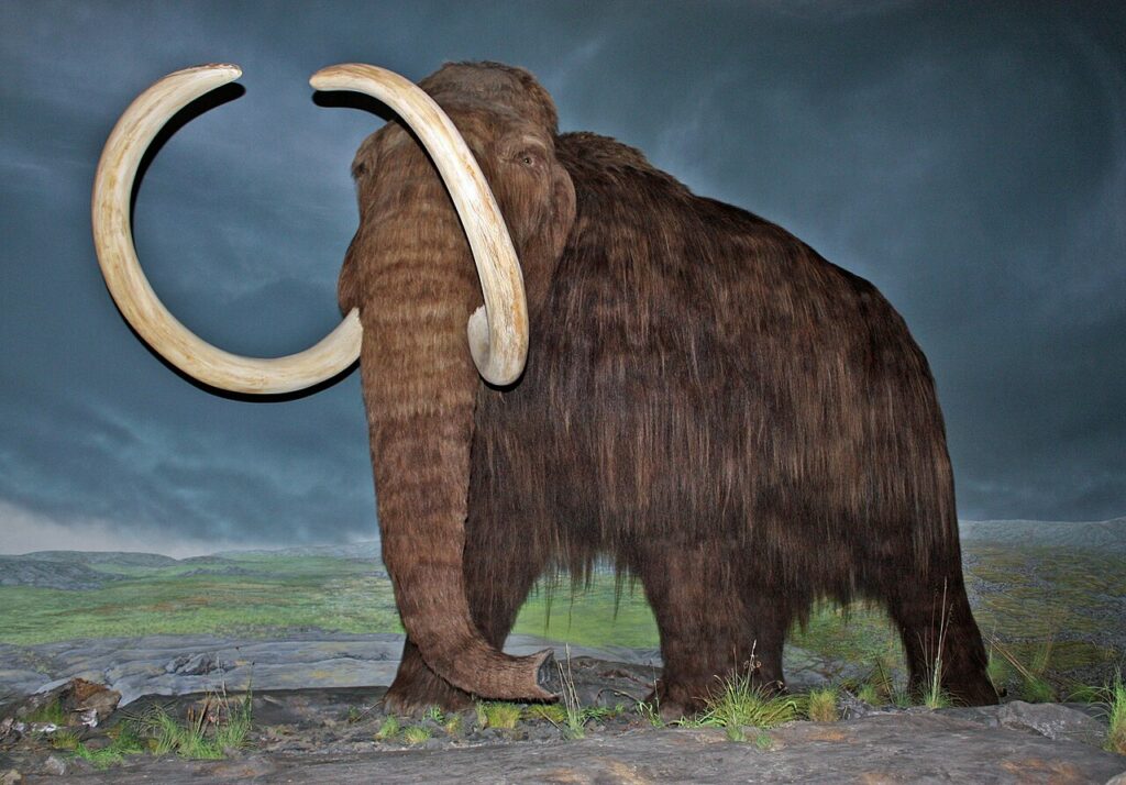 Reconstitution d'un Mammouth laineux, dernière espèce dans l'évolution du Mammouth